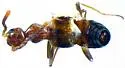 Myrmecocephalus concinnus - photo 3