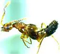 Myrmecocephalus concinnus - photo 4