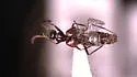 Myrmecocephalus gatineauensis