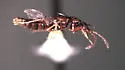 Myrmecocephalus gatineauensis - photo 3