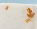 Myrmecocephalus gatineauensis - photo 4