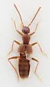 Myrmecocephalus gatineauensis - photo 5