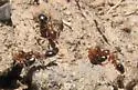 Myrmecocystus kennedyi