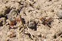 Myrmecocystus kennedyi - photo 2