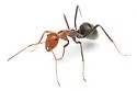 Myrmecocystus melliger - Myrmecocystus melliger
