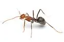 Myrmecocystus melliger - photo 2