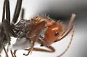 Myrmecocystus melliger - photo 3