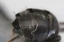 Myrmecocystus melliger - photo 4
