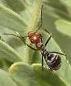 Myrmecocystus mendax
