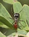 Myrmecocystus mendax - photo 2