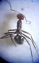 Myrmecocystus mendax - photo 3