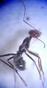 Myrmecocystus mendax - photo 4