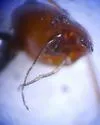 Myrmecocystus mendax - photo 5