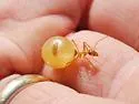 Myrmecocystus mexicanus