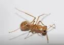 Myrmecocystus mexicanus - photo 2