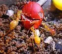 Myrmecocystus mexicanus - photo 3