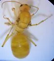 Myrmecocystus mexicanus - photo 4