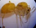 Myrmecocystus mexicanus - photo 5