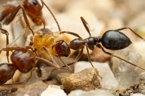 Myrmecocystus mimicus