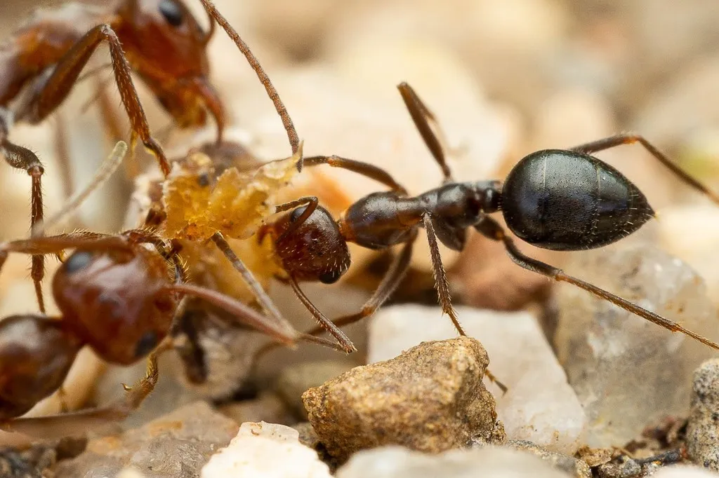 Myrmecocystus mimicus - photo 2
