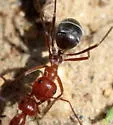 Myrmecocystus placodops