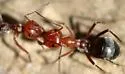 Myrmecocystus placodops - photo 2