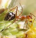 Myrmecocystus placodops - photo 3