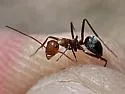 Myrmecocystus placodops - photo 4