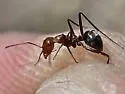Myrmecocystus placodops - photo 5