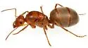 Myrmecocystus romainei