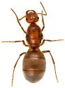 Myrmecocystus romainei - photo 2