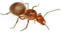 Myrmecocystus romainei - photo 3