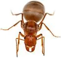 Myrmecocystus romainei - photo 4