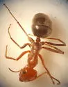 Myrmecocystus semirufus