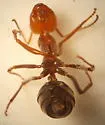 Myrmecocystus semirufus - photo 2