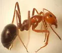 Myrmecocystus semirufus - photo 3