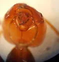 Myrmecocystus semirufus - photo 4