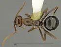 Myrmecocystus tenuinodis