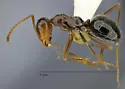 Myrmecocystus tenuinodis - photo 2