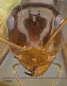 Myrmecocystus tenuinodis - photo 3