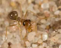Myrmecocystus testaceus