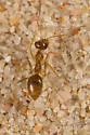 Myrmecocystus testaceus - photo 3