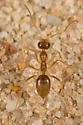 Myrmecocystus testaceus - photo 4