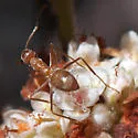 Myrmecocystus wheeleri