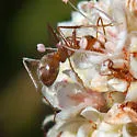 Myrmecocystus wheeleri - photo 2