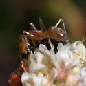 Myrmecocystus wheeleri - photo 3
