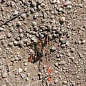 Myrmecocystus wheeleri - photo 4