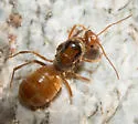 Myrmecocystus wheeleri - photo 5