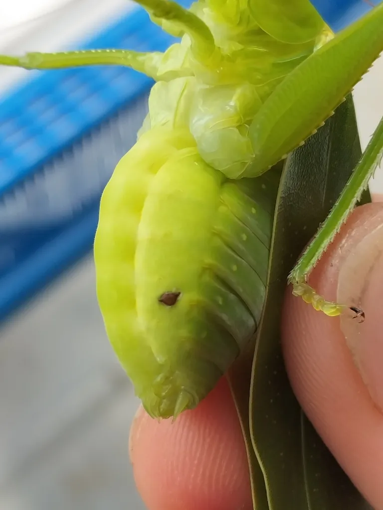 Myrmecolacidae 0 - photo 2
