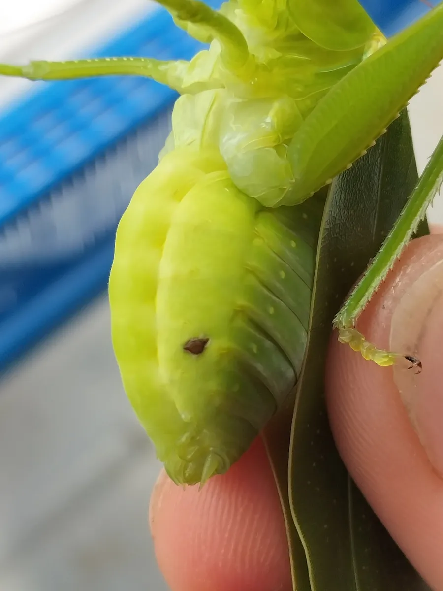 Myrmecolacidae 0 - photo 3